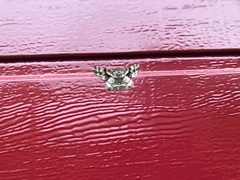 Peribatodes umbraria