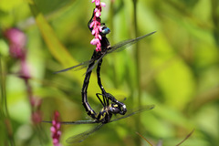 Eusynthemis brevistyla