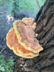 Laetiporus sulphureus