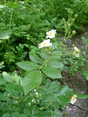 Rosa multiflora