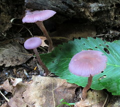 Laccaria amethystina image
