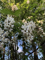 Robinia pseudoacacia
