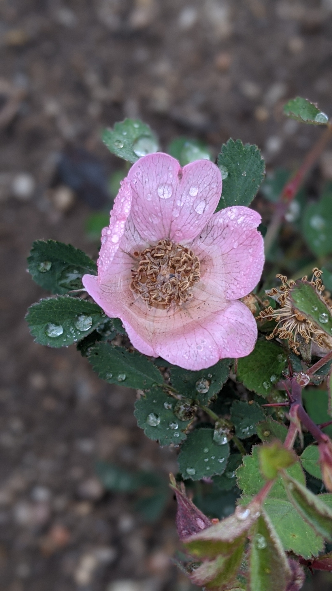 Imagem de Rosa-do-mato