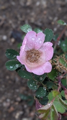 Rosa bridgesii
