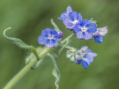 Cynoglottis barrelieri