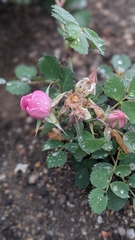 Rosa bridgesii