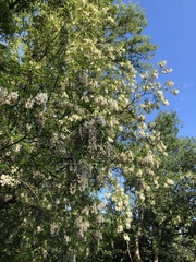 Robinia pseudoacacia