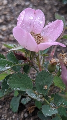 Rosa bridgesii