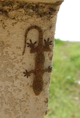 Hemidactylus mabouia