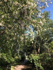 Robinia pseudoacacia
