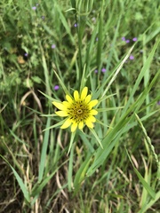 Tragopogon dubius