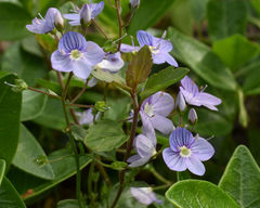 Veronica umbrosa