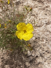 Oenothera gayleana