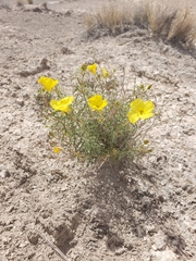 Oenothera gayleana