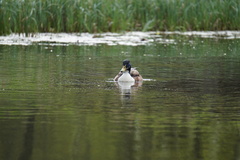 Anas platyrhynchos domesticus