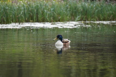 Anas platyrhynchos domesticus