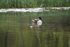 Anas platyrhynchos domesticus