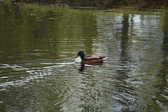 Anas platyrhynchos domesticus