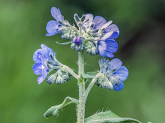 Cynoglottis barrelieri