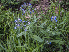 Cynoglottis barrelieri