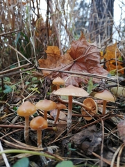 Galerina sideroides