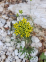 Cymopterus filifolius