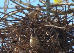 Phacellodomus rufifrons