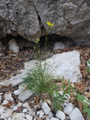 Cymopterus filifolius