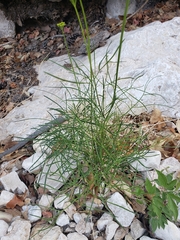 Cymopterus filifolius