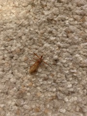 Zelus cervicalis