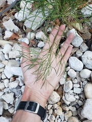 Cymopterus filifolius