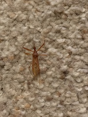 Zelus cervicalis