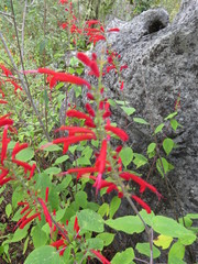 Salvia cinnabarina