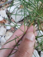 Cymopterus filifolius