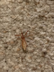 Zelus cervicalis