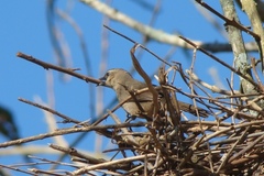 Phacellodomus rufifrons