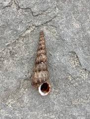 Epitonium turtonis