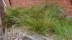 Carex divulsa