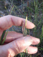 Hypodiscus willdenowia