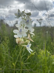 Delphinium pavonaceum