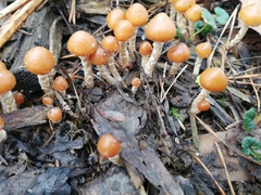Galerina sideroides