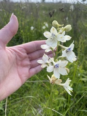 Delphinium pavonaceum