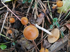 Galerina sideroides