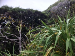 Phormium cookianum hookeri