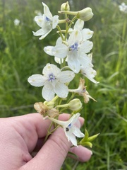 Delphinium pavonaceum