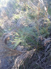 Thamnochortus glaber