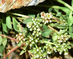 Corrigiola telephiifolia