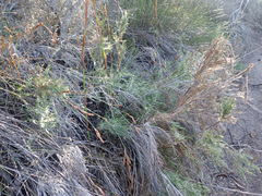 Thamnochortus glaber