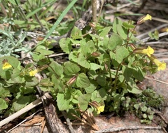 Erythranthe glabrata