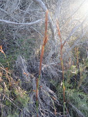 Thamnochortus glaber